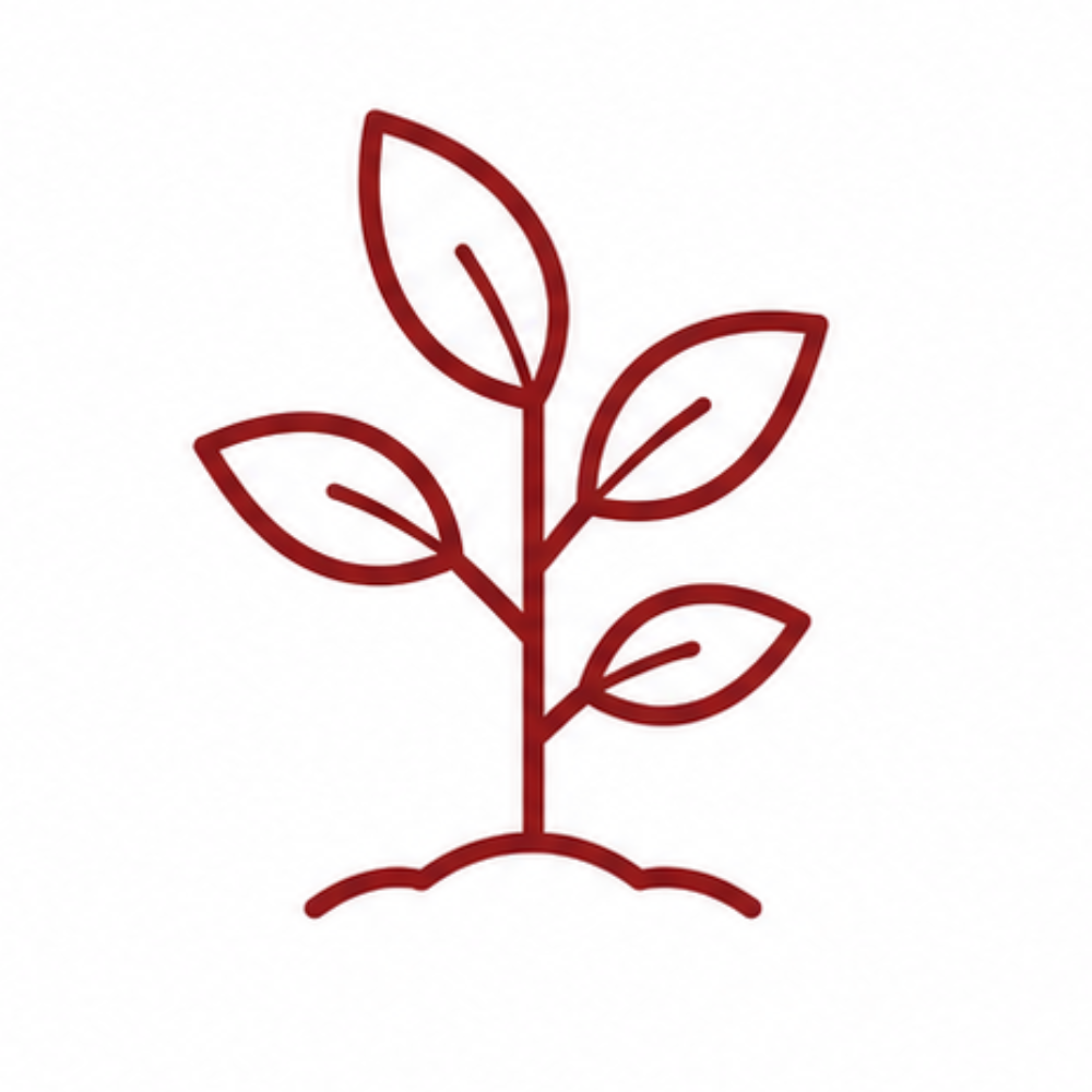 Piante di melograno